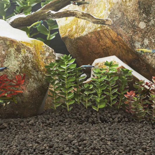 Rocce vulcaniche 10 kg naturali per acquario